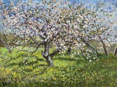 Blossoming Apple Trees in the Countryside in Spring thumb
