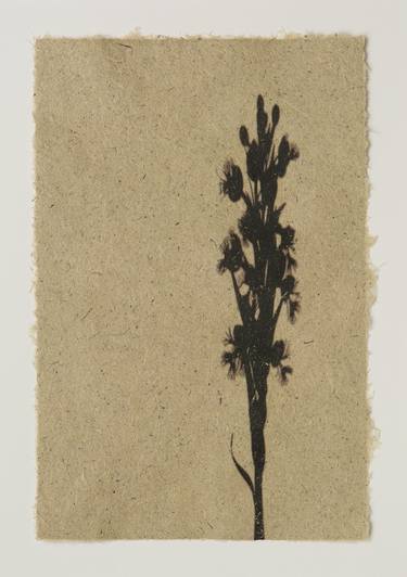 Endangered prairie white-fringed orchid (Platanthera leucophaea) on garlic mustard  (Alliaria petiolata) paper thumb