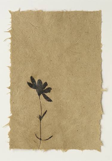 Threatened prairie coreopsis (Coreopsis palmata) on reed canarygrass (Phalaris arundinacea) paper thumb