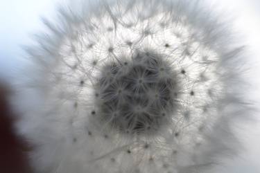 Dandelion - Limited Edition of 10 thumb