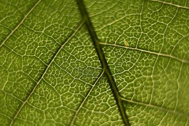 Print of Abstract Nature Photography by Sash Alexander