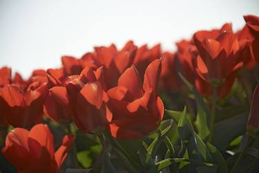 Tulips - Limited Edition of 10 thumb