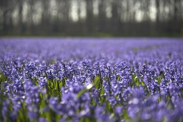 Print of Abstract Nature Photography by Sash Alexander