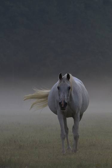 Original Documentary Horse Photography by Sash Alexander