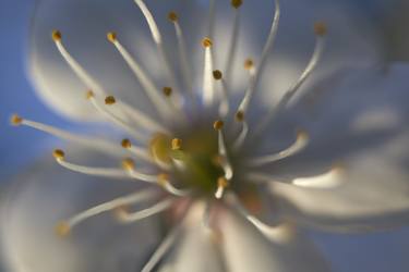 Print of Abstract Floral Photography by Sash Alexander