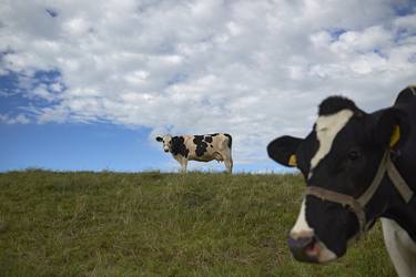 Print of Documentary Animal Photography by Sash Alexander