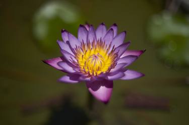 Water Lily - Limited Edition of 10 thumb