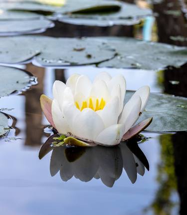 Waterlily in a dutch canal - Limited Edition of 10 thumb