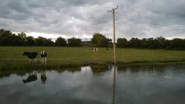 Original Cows Photography by St John Montgomery-Frobisher