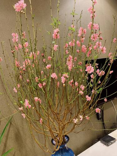 Peach blossoms are decorations for each Tet occasion thumb