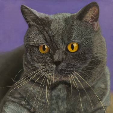 Original Photorealism Cats Paintings by Oksana Kolosyuk
