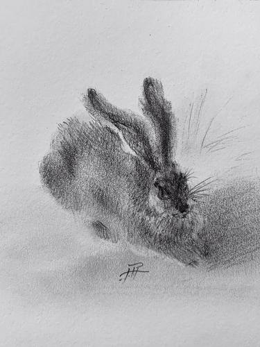 Original Illustration Animal Drawings by Aloo San