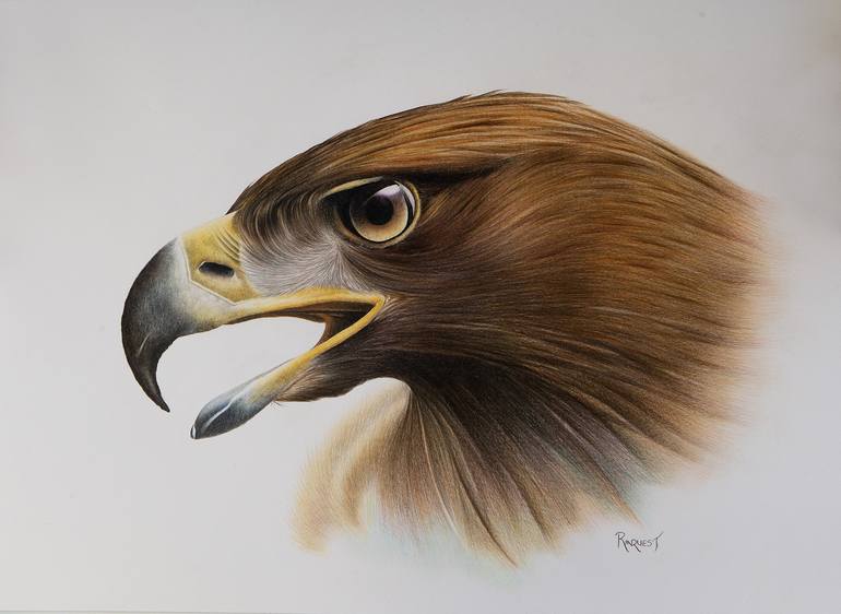 how to draw a golden eagle