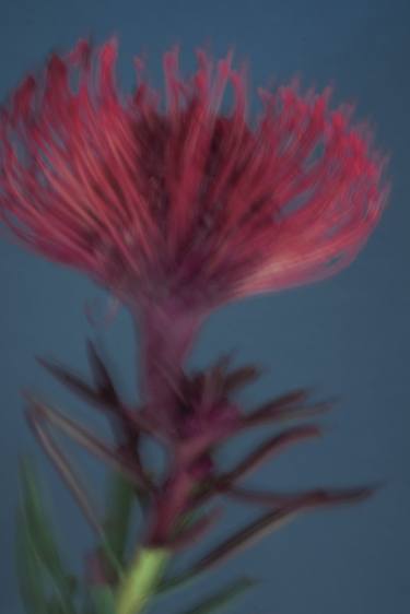 Original Abstract Expressionism Botanic Photography by Kateryna Kutsevol