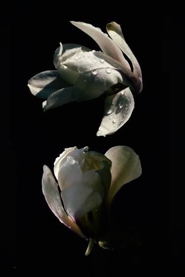 Print of Expressionism Floral Photography by Kateryna Kutsevol