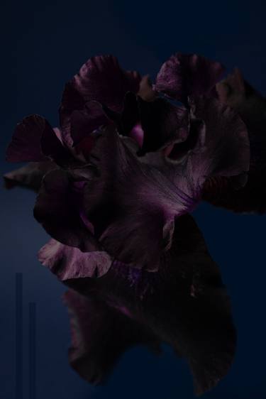 Original Abstract Floral Photography by Kateryna Kutsevol