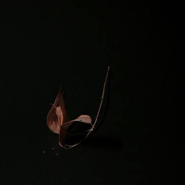 Original Abstract Botanic Photography by Kateryna Kutsevol