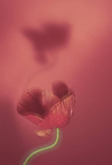 Original Floral Photography by Kateryna Kutsevol