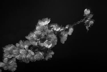 Print of Abstract Floral Photography by Kateryna Kutsevol