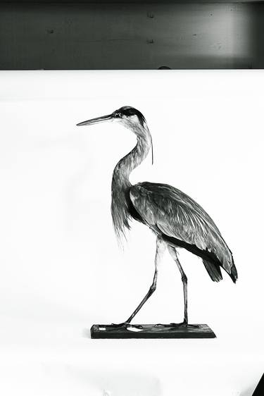 Print of Fine Art Animal Photography by Giandomenico Frassi