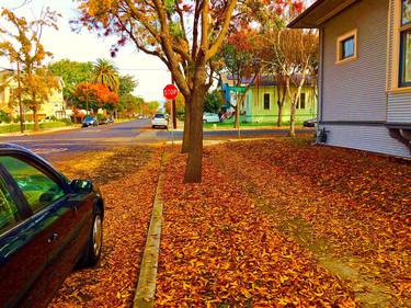 San Francisco Bay Area Autumn Leaves thumb