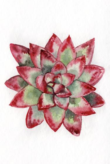 watercolor red succulent thumb