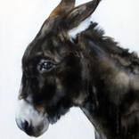 Donkey portrait by Jasper M Hulshoff Pol