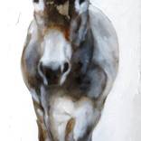 Donkey by Jasper M Hulshoff Pol