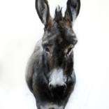 Donkey Portrait by Jasper M Hulshoff Pol