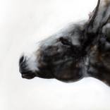 Donkey portrait by Jasper M Hulshoff Pol