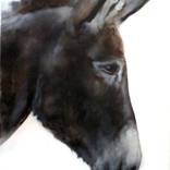 Donkey Portrait by Jasper M Hulshoff Pol