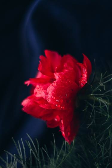 Print of Floral Photography by Nataliia Kika