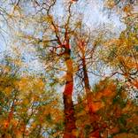 Collection Imaginary forests