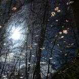 Collection Imaginary forests