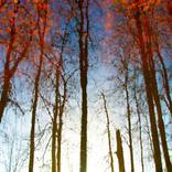 Collection Imaginary forests