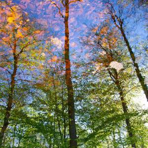 Collection Imaginary forests