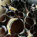 Collection Spider webs - drops - colors