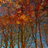 Collection Autumn impressions in a forest lake