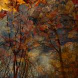 Collection Autumn impressions in a forest lake
