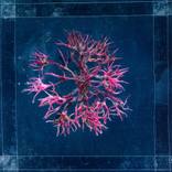 Collection Gifts of the sea: algae, crabs …