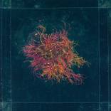 Collection Gifts of the sea: algae, crabs …