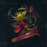 Collection Gifts of the sea: algae, crabs …