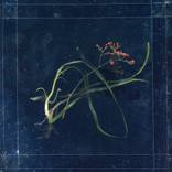 Collection Gifts of the Sea: Flowers of Mourning