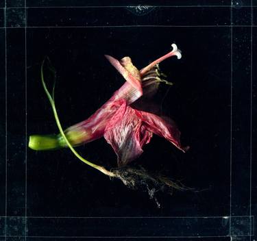 Original Abstract Floral Photography by Jochim Lichtenberger
