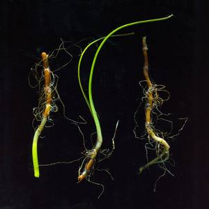 Collection Gifts oft he sea: seaweed and stems