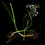 Collection Gifts oft he sea: seaweed and stems