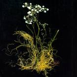 Collection Gifts oft he sea: seaweed and stems