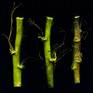 Collection Gifts oft he sea: seaweed and stems
