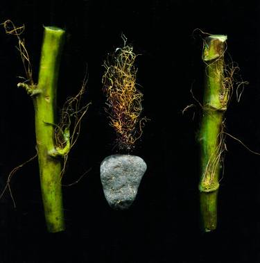 seaweed, stems and algae 7 - Limited Edition of 20 thumb