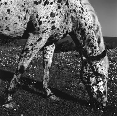 Original Fine Art Horse Photography by Adrian Ensor